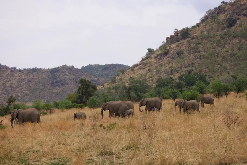 pilanesberg_elephants.jpg