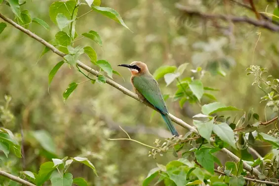 rupara_beeeater_green.JPG