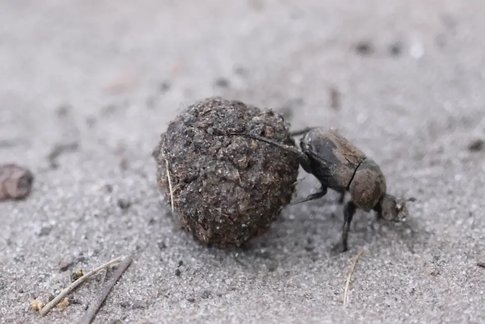 rupara_beetle_1.jpg