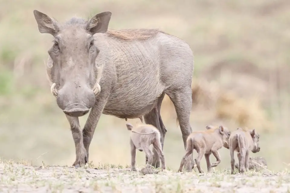 rupara_warthog_babies.JPG