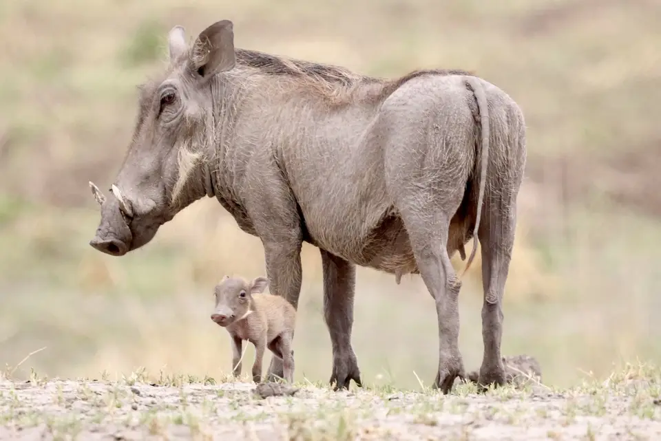 rupara_warthog_baby.jpg