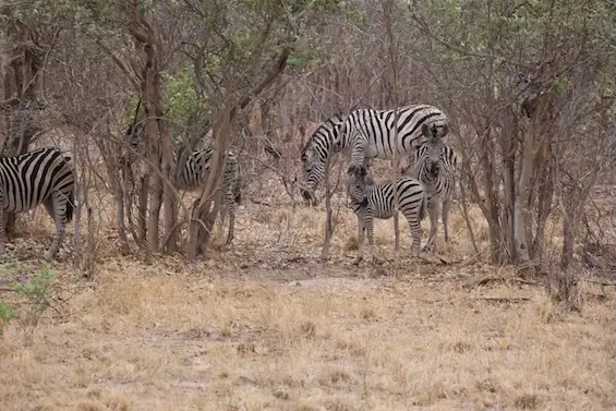 savuti_zebras.JPG