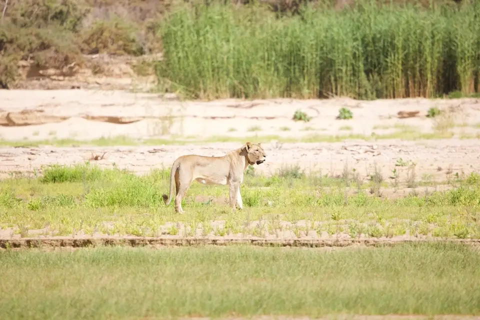skeleton_coast_lion3.jpeg