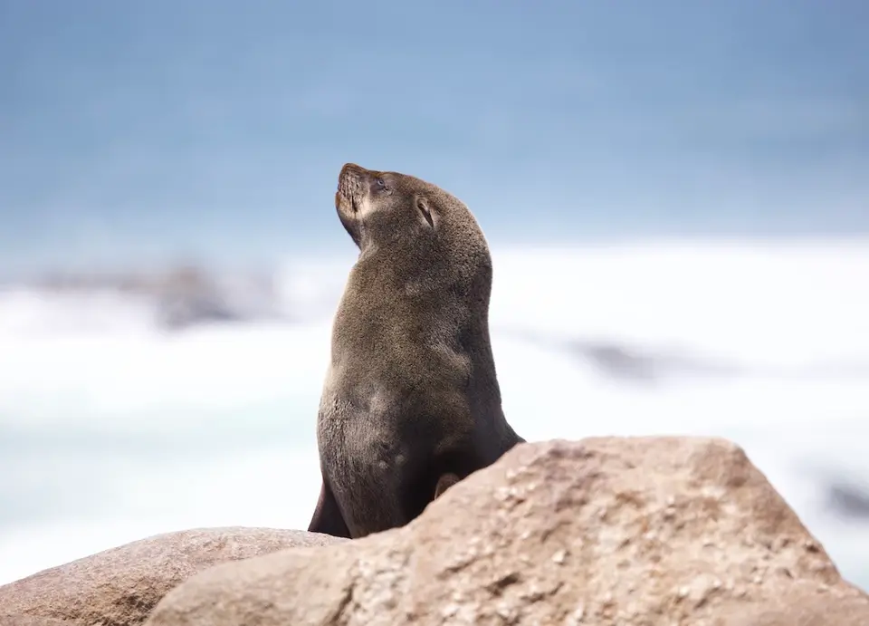 skeleton_coast_seals1.jpeg