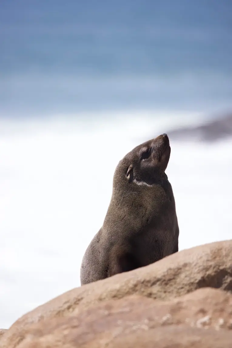 skeleton_coast_seals2.jpeg