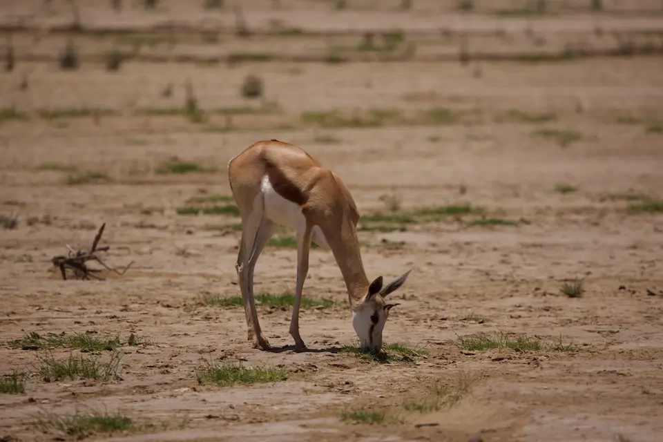 skeleton_coast_springbock.jpeg