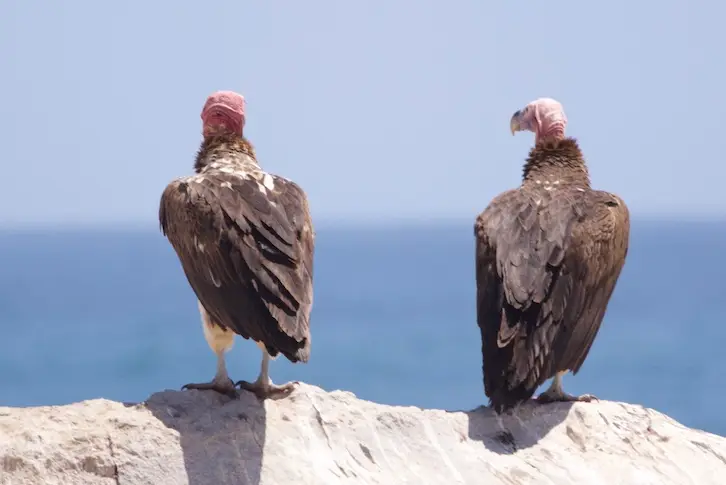 skeleton_coast_vultures.jpeg