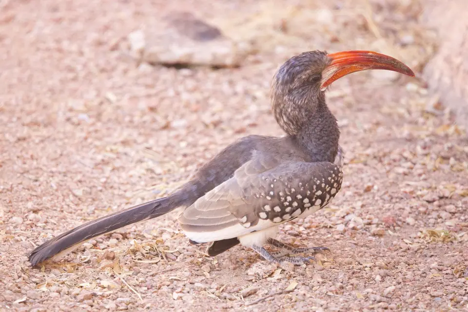 spitzkoppe_hornbill.jpeg