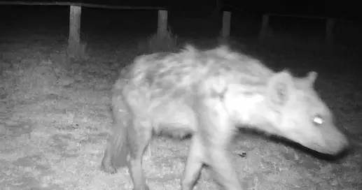 third_bridge_hyena_1.png