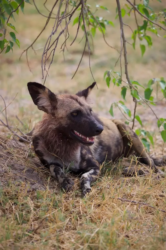 third_bridge_wilddog.jpeg