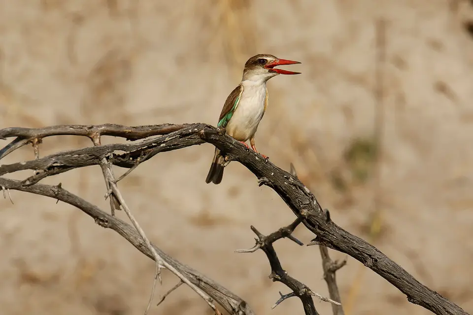 12a_FR_4529.JPG