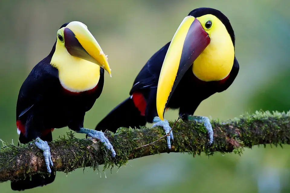 13_costarica2019_MGL6971.JPG