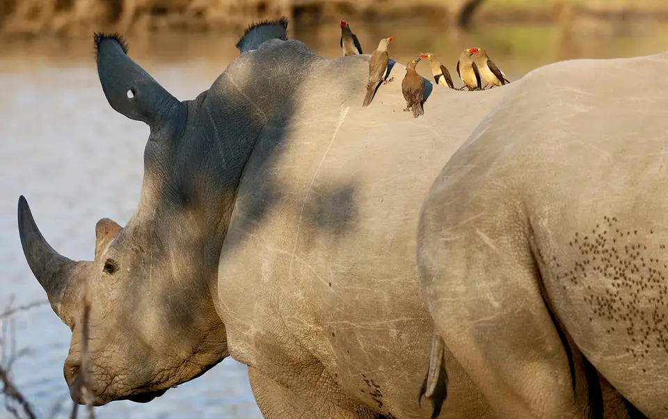 13_nashorn.JPG