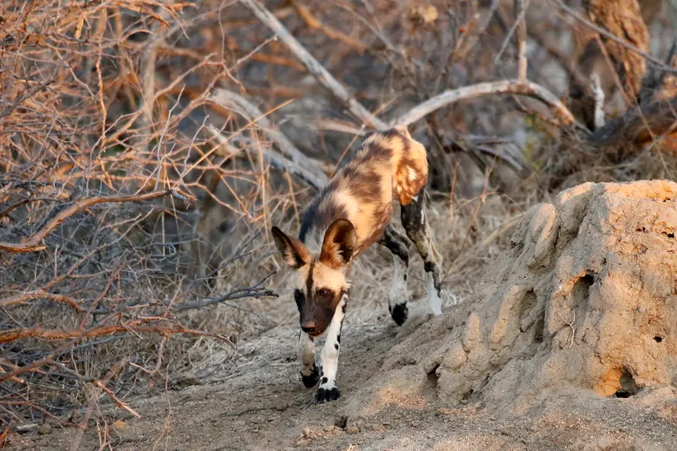 16_wilddog.JPG