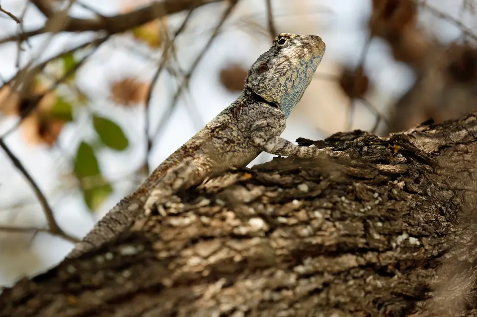 17_N6A9090.JPG