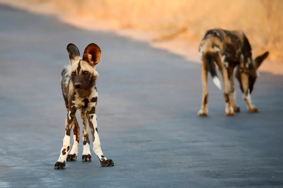 20_wilddog.jpg