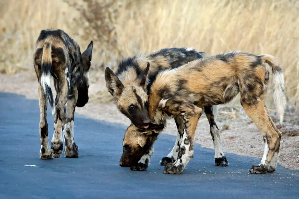 22_wilddog.JPG