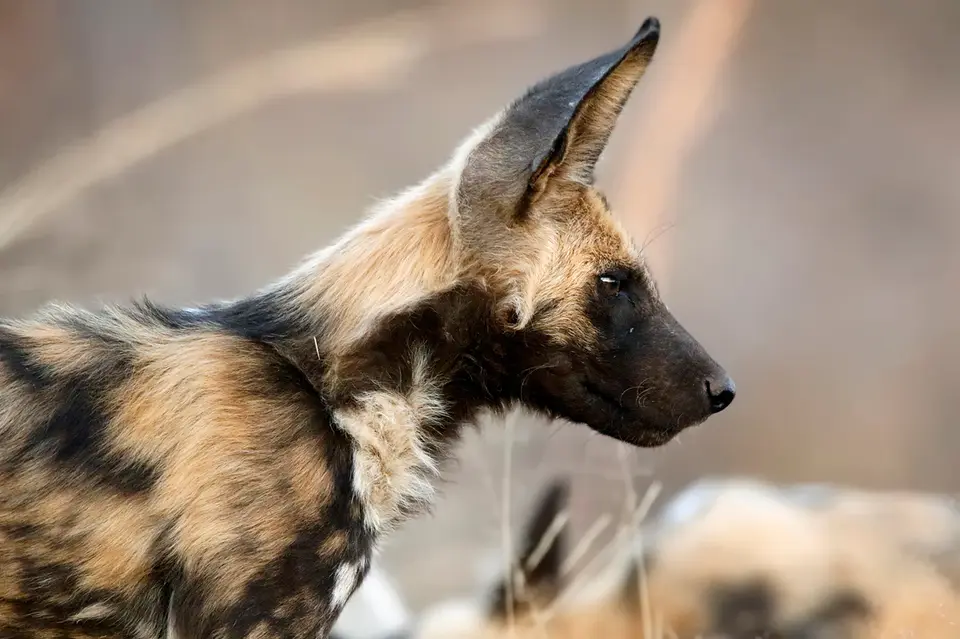 23_wilddog.JPG