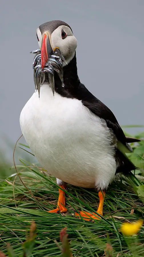 24_puffin_8.jpg