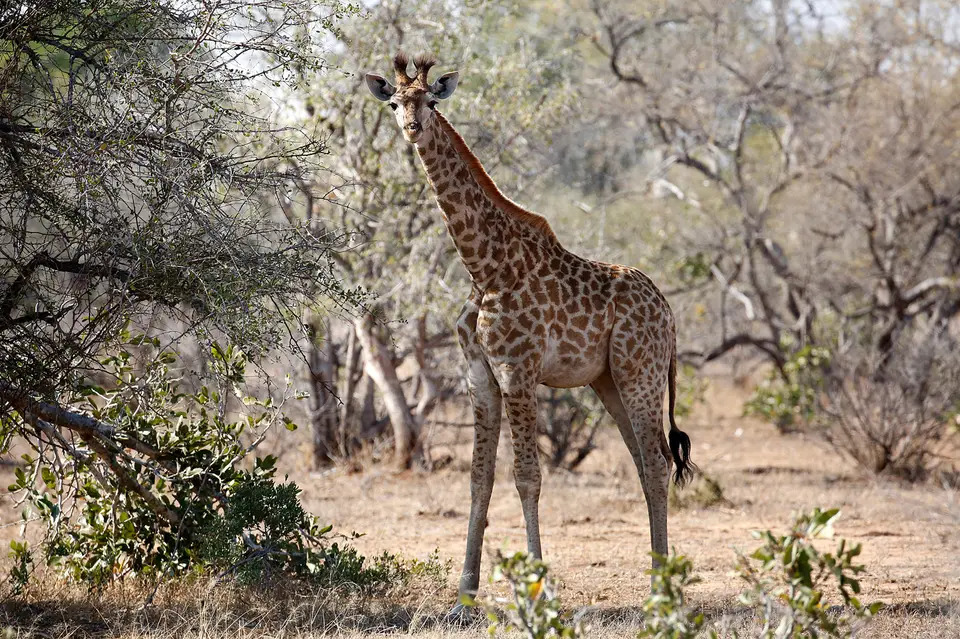 29_giraffe.JPG