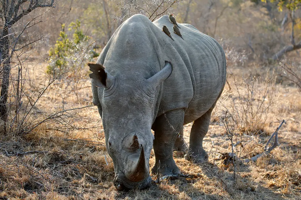 2_rhino.JPG