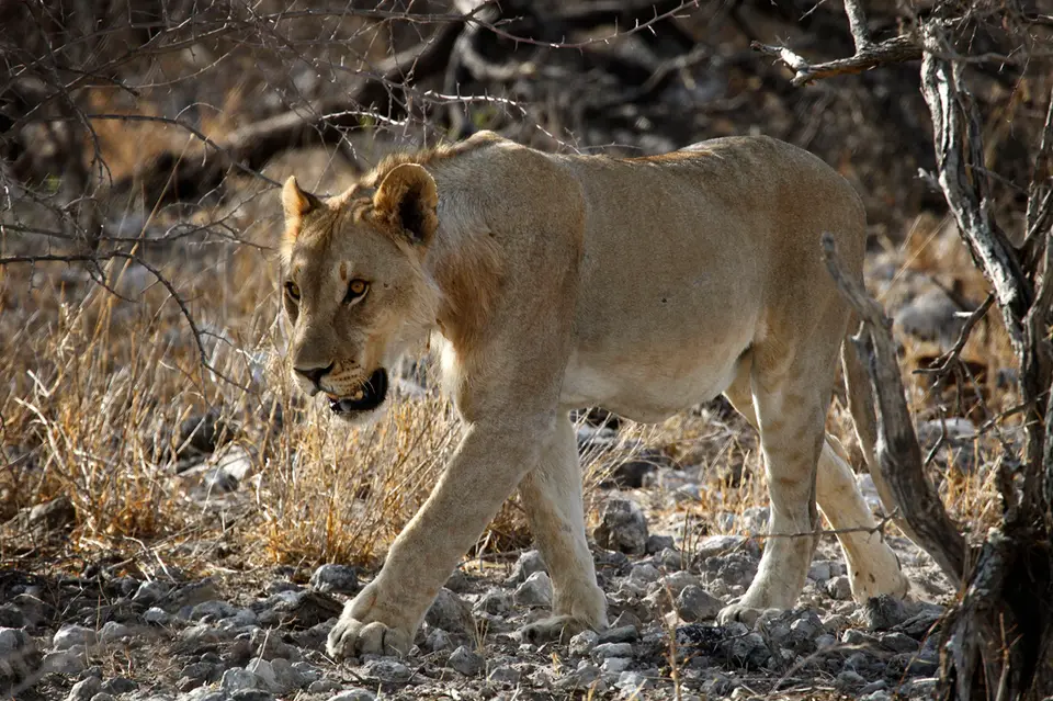 31_Namibia_10_20150559.jpg