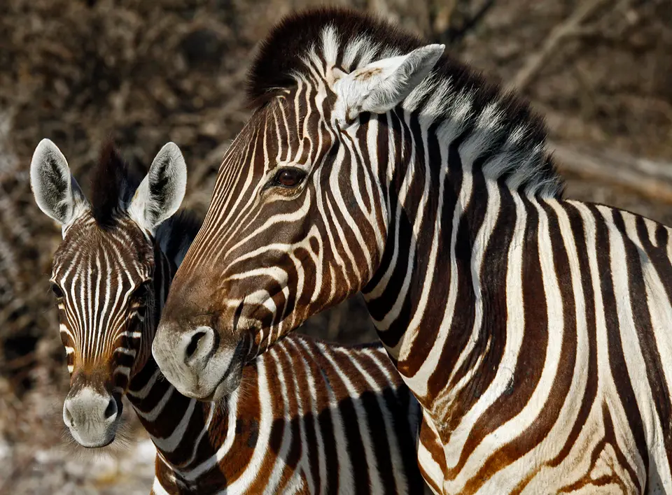39_Namibia_10_20150417.jpg