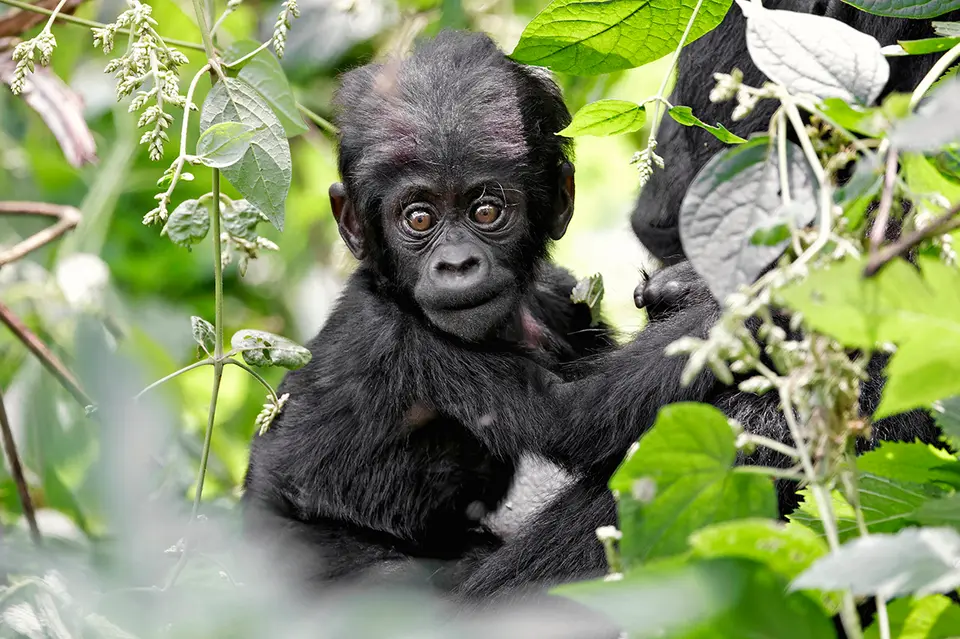 3_uganda_OT_1935(3)-CR3_DxO_DeepPRIMEXD.jpg