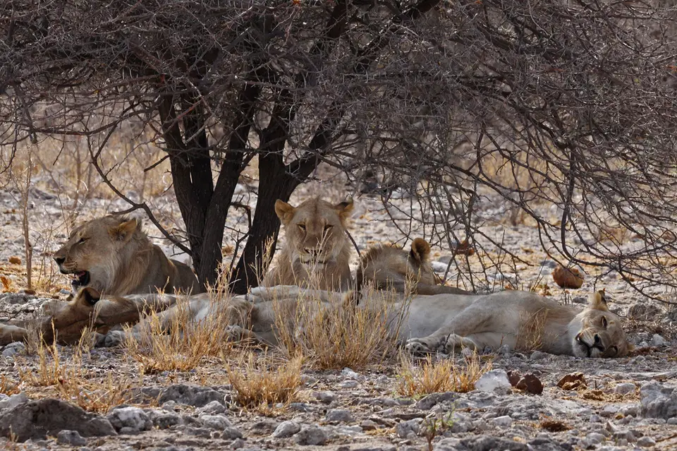 5_Namibia_10_20150838.jpg