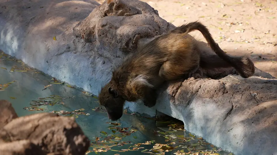6_affe.JPG