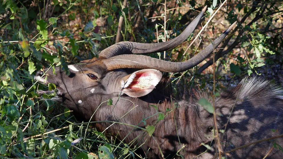 7_nyala.JPG