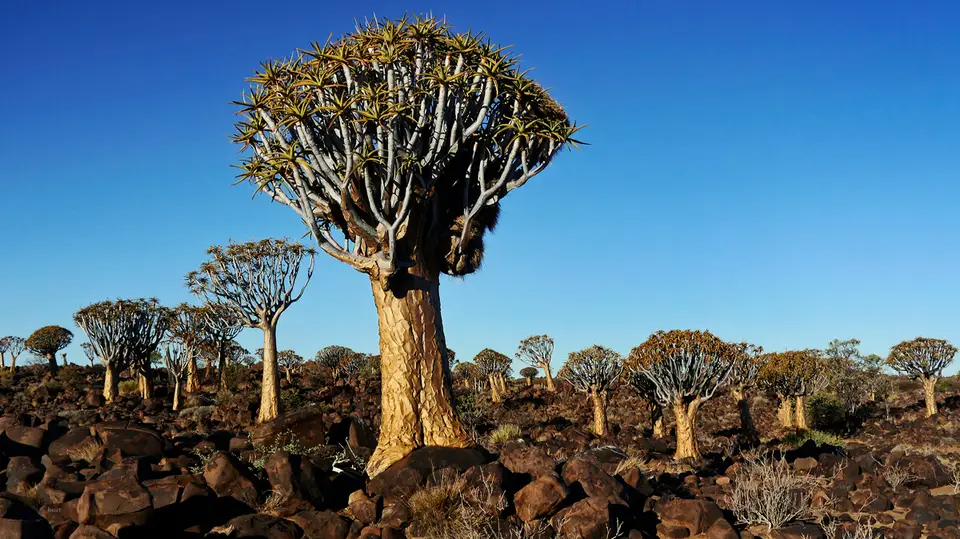 Namibia_10_20150013.jpg