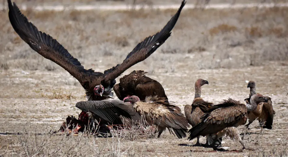 Namibia_10_20150363.jpg