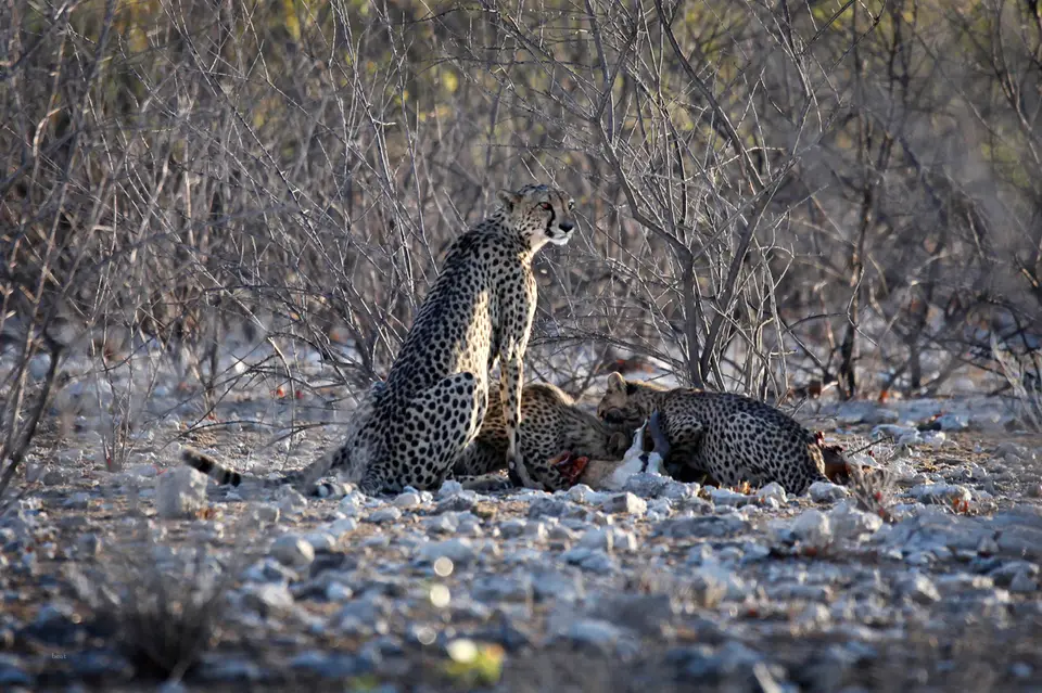 Namibia_10_20150622.jpg