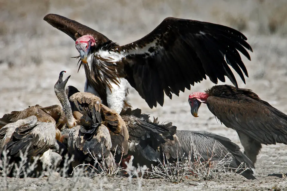 Namibia_10_20150701.jpg
