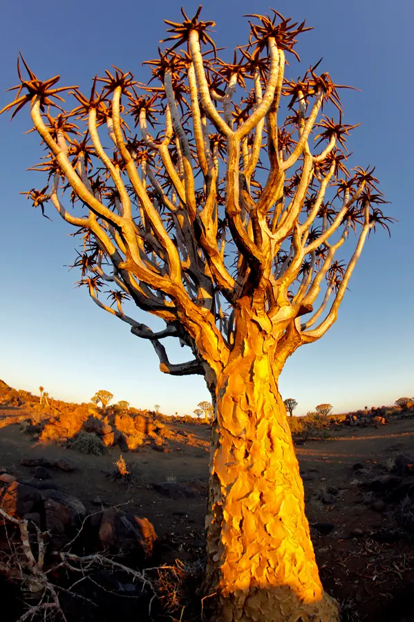 Namibia_10_2015_1064.jpg