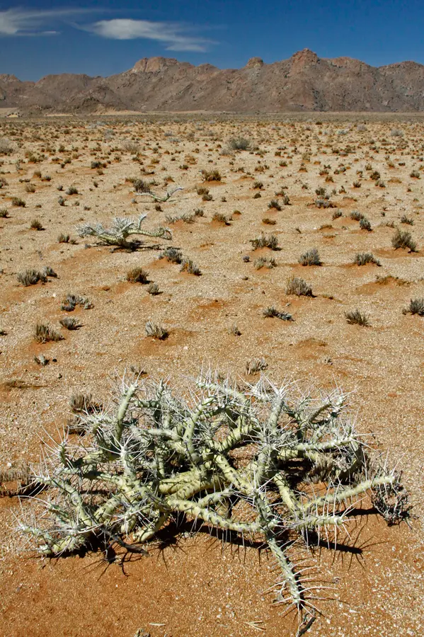 Namibia_10_2015_1068.jpg