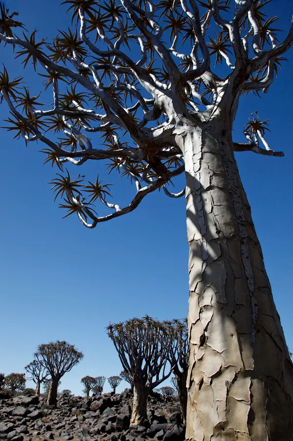 Namibia_10_2015_1075.jpg