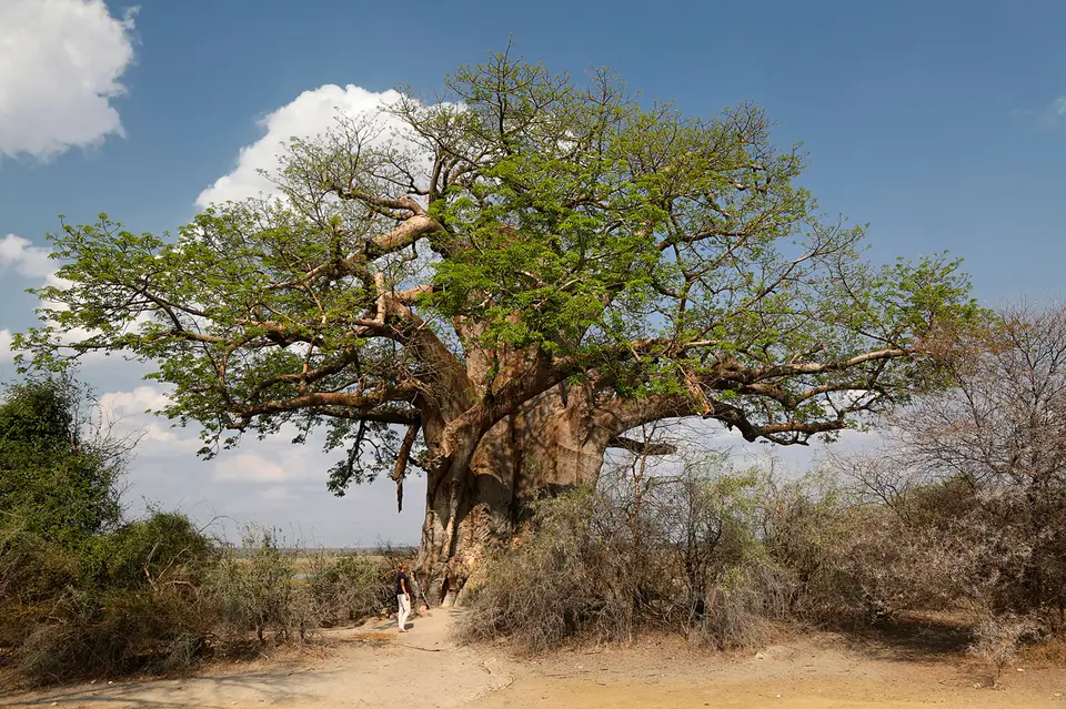 baum.jpg