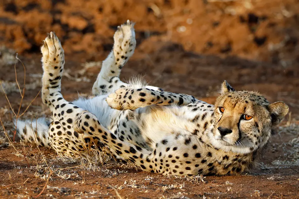 cheeta_liegt.jpg