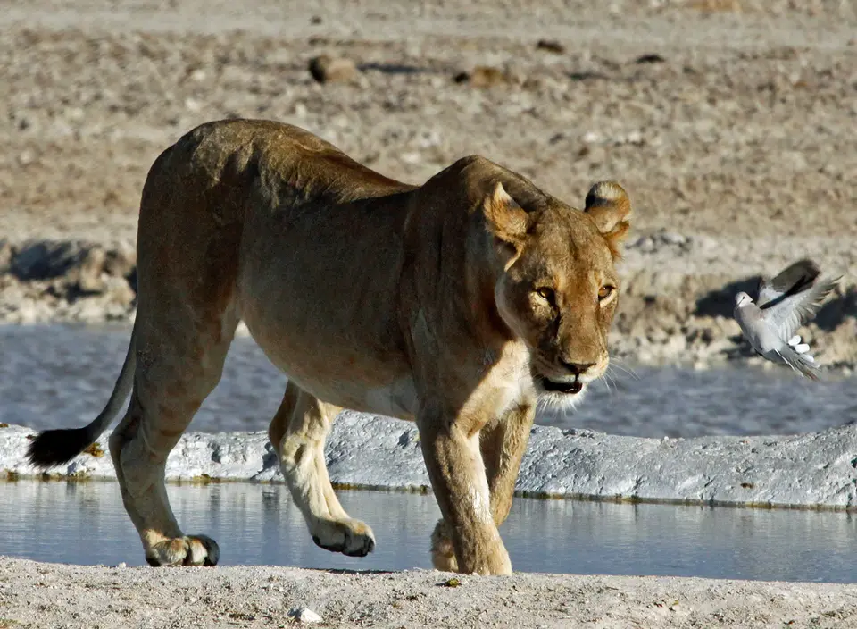 etosha.jpg