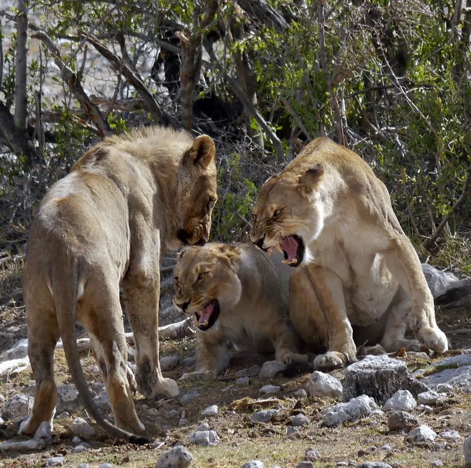 etosha1.jpg