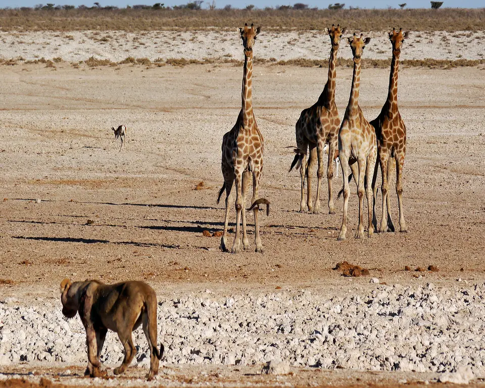 etosha_giraffen.jpg