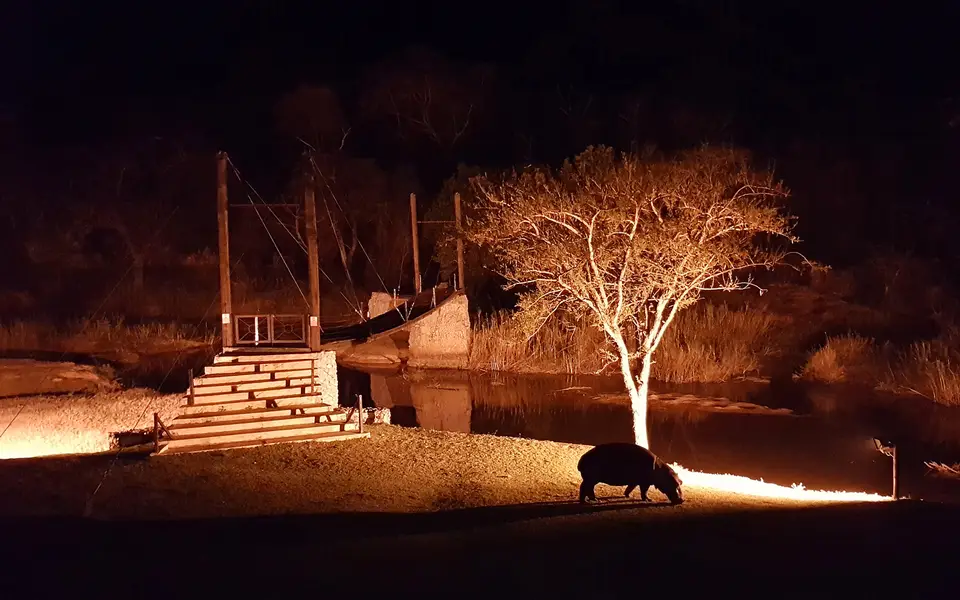 hippo.jpg