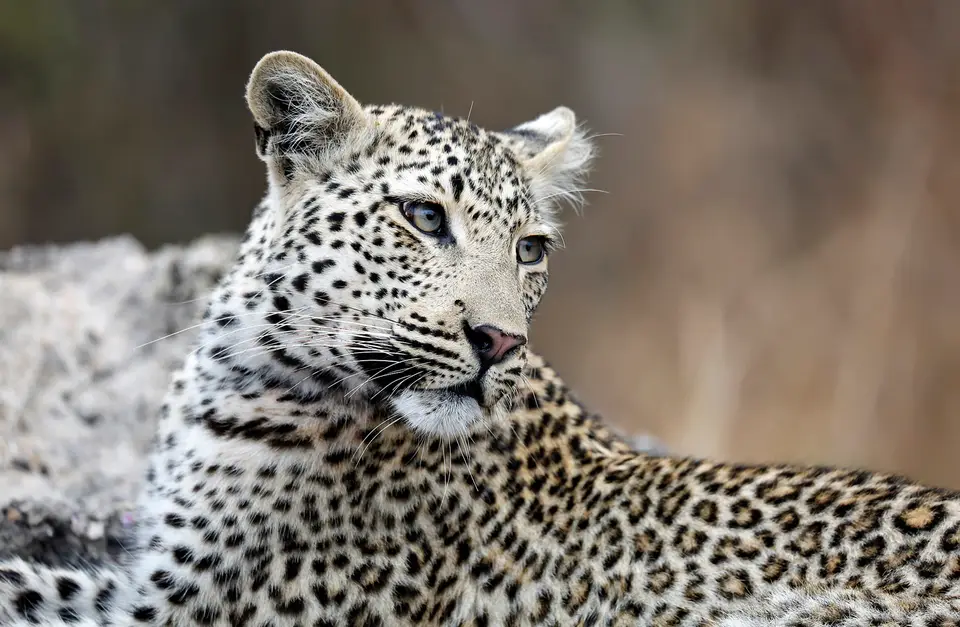 leo-2.jpg