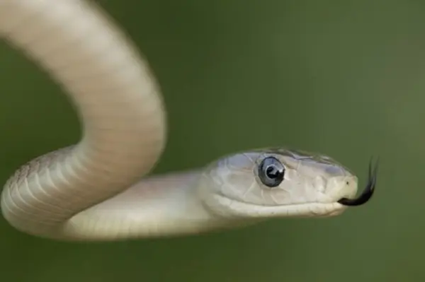 mamba.jpg