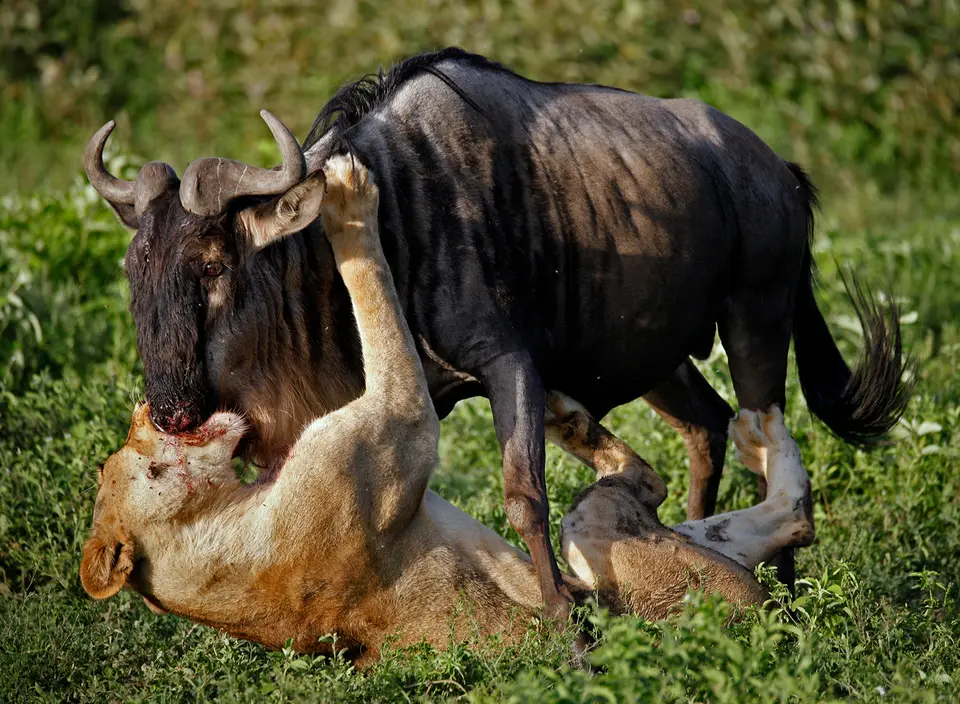 ndutu_kill9.jpg