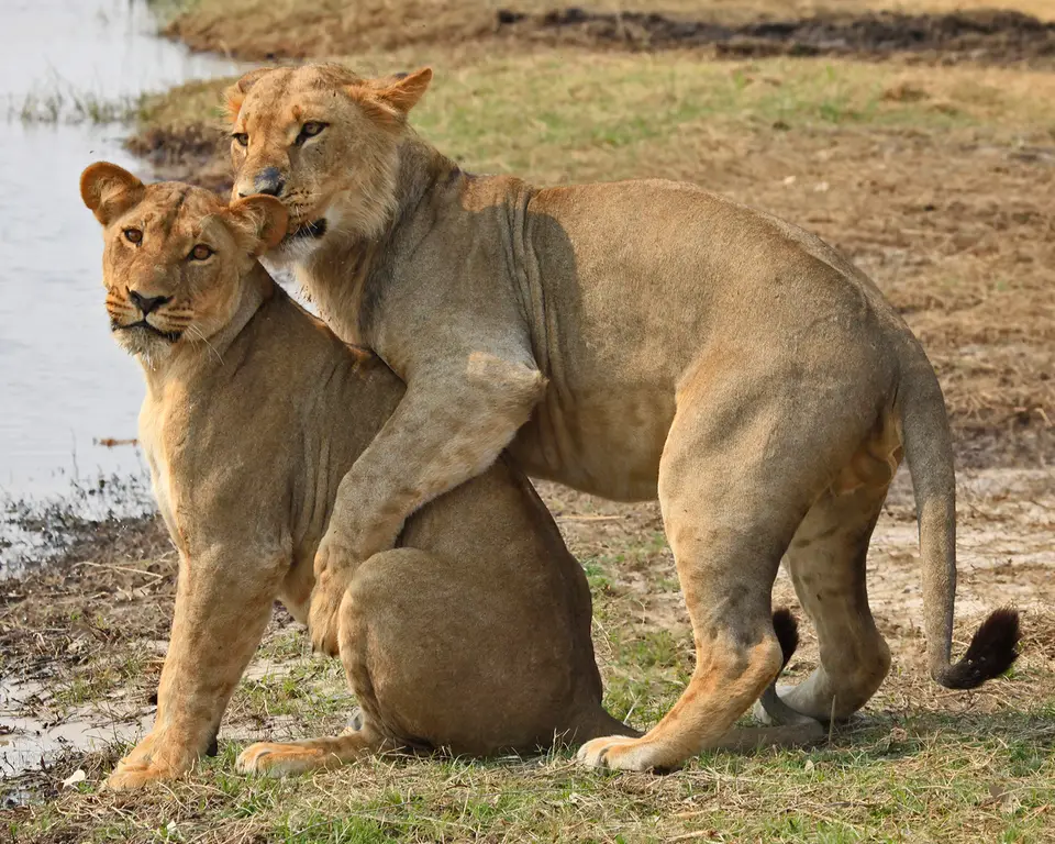 savuti.jpg