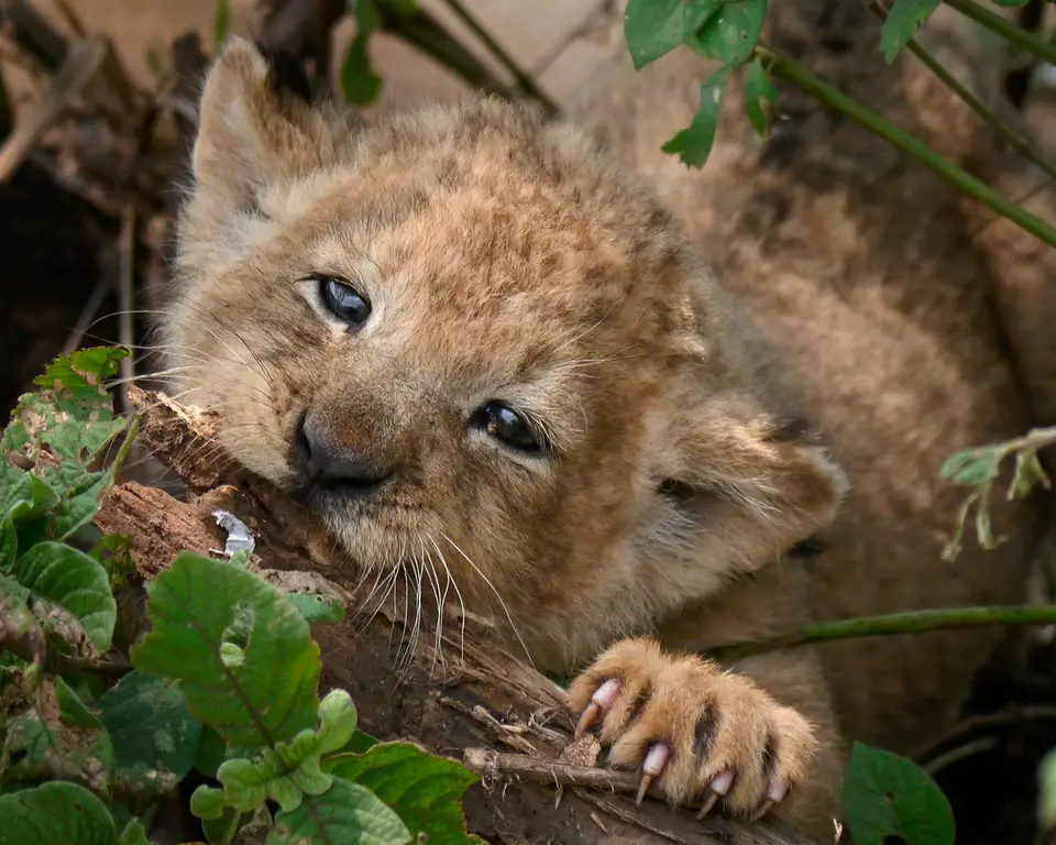 serengeti_baby_kaut.jpg
