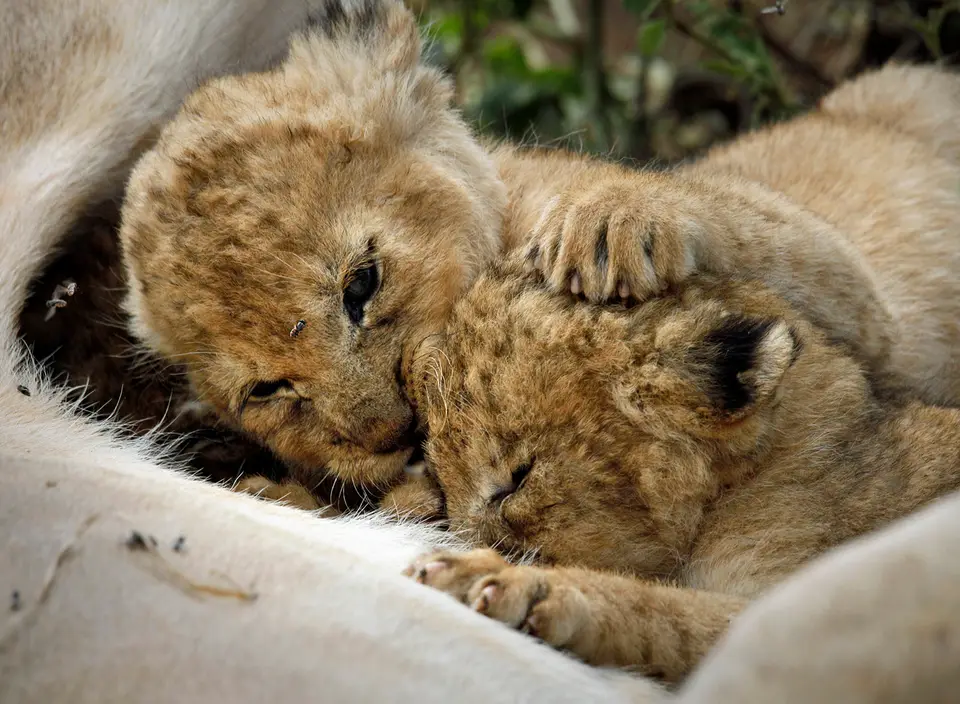 serengeti_babys_trinkt2.jpg
